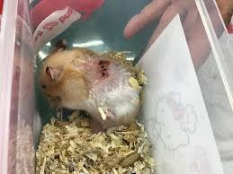 ハムスター 怪我