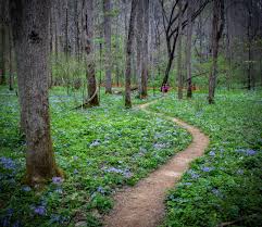 In the blue ridge mountains ecoregion (level iii) (grifth et al. Schoolhouse Gap Trail To White Oak Sinks Outdoor Project
