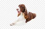 English Springer Spaniel Dog Breed Information