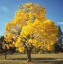 Image result for Handroanthus chrysotrichus