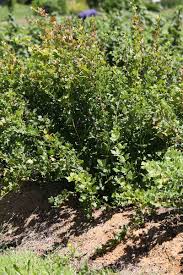 The berries of those in the genus ribes (sometimes placed in the genus grossularia) are edible and may be green, red, purple, yellow, white, or black. How To Grow Gooseberries