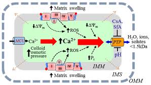 Molecules Free Full Text Computational Modeling Of In Vitro Swelling Of Mitochondria A Biophysical Approach Html
