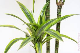 Image result for Dracaena laxissima