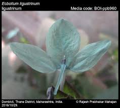 Image result for Ecbolium hastatum