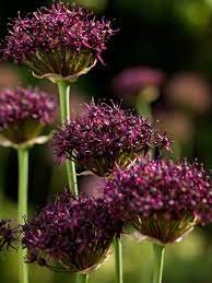 Bulb Flowers Planting Bulbs Plants