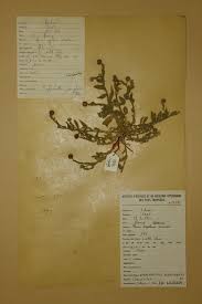 Image result for Sphaeranthus gazaensis