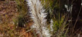 Image result for Bothriochloa radicans