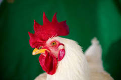 Image result for Where To Buy Broiler Parent Stock In South Africa