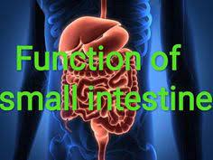 Function Of Small Intestine Small Intestine Intestines Small And Large Intestine
