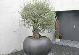 Modern Landscaping Hauser Garten Ag Plastolux Potted Trees Asian Garden Tree Planters