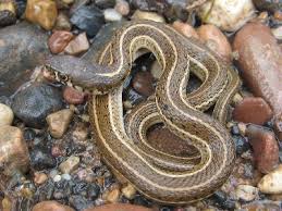Image result for Trisetopsis elongata