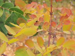 Image result for Albertisia