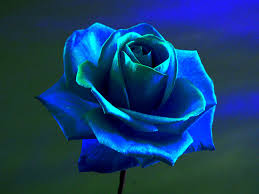 Wallpaper : purple, blue flowers, blue rose, flower, petal, land ...