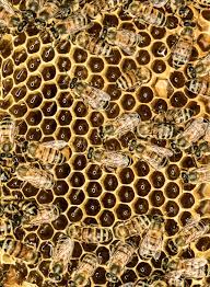 Photographer dan winters, an amateur. Sweet Dreams The Purist