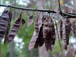 Eastern Redbud University Of Florida Institute Of Food And Agricultural Sciences