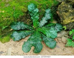 Image result for Elephantopus scaber