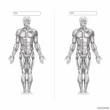 Blank Printable Worksheets Muscle Anatomy Printabler Com Muscle Anatomy Printable Worksheets Anatomy