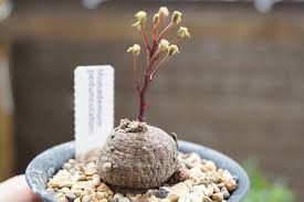 Image result for Monadenium pedunculatum