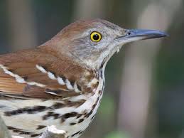 Water Birds Of North Georgia Top 10 Tiny Cute Colourful Birds And Their Sounds Brown Thrasher Thrasher Birds