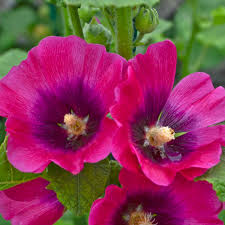 Image result for Alcea rosea