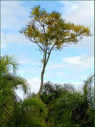 Image result for Schizolobium parahyba