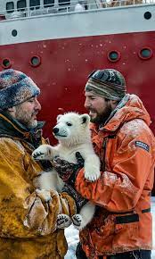 A Journey of Friendship in the Arctic: The Little Polar Bear's Rescue ... | TikTok