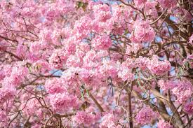 Fiore (dal latino flos, floris). Nomi Di Fiori Rosa