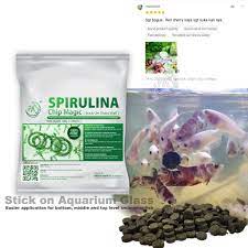 Memelihara ikan arwana itu tidak hanya kita menjaga dari kondisi luarnya saja, seperti kolam, atau memperhatikan ciri fisik ikan arwana. Buy Pa Spirulina Powder Chip Magic Makanan Anak Ikan Laga Shrimp Kutu Air Betta Fry Goldfish Guppy Aquarium Fish Algae Food Seetracker Malaysia