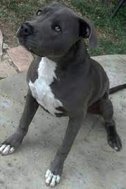 American staffordshire terrier blue line. 15 Amstaff Blueline Ideen Hunde Tiere Pitbull Welpen