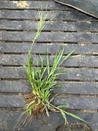 Image result for Panicum schinzii