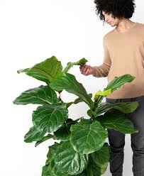 The basic of fiddle leaf fig tree care: Fiddle Leaf Fig 101 How To Care For Fiddle Leaf Figs