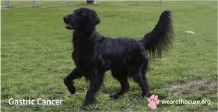Stomach cancer often is not diagnosed until the later stages. Gastric Cancer The National Canine Cancer Foundation