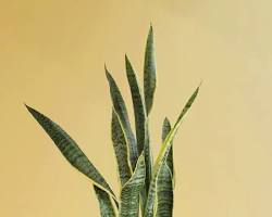Image of Snake plant