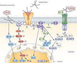 Important facts about mesothelioma causes and risk factors asbestos exposure is the only cause of mesothelioma and the most important risk factor for the cancer. Metabolic Rewiring And Redox Alterations In Malignant Pleural Mesothelioma British Journal Of Cancer