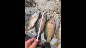 Want to catch more mangrove snapper? Miami Men Accused Of Keeping Fish Under Size Limit In Fl Keys Miami Herald