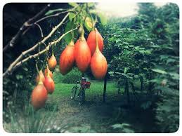 Solanum Betaceum Tomate De Arbol