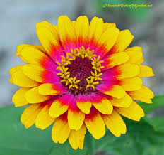 That's because marshy bees like mushrooms. Butterfly Plants List Butterfly Flowers And Host Plant Ideas