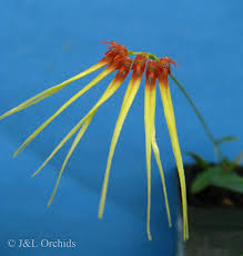 Image result for Bulbophyllum sandersonii