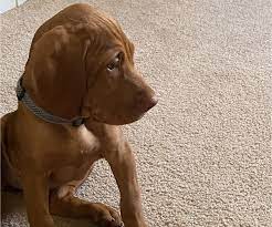 Vizsla puppy for sale near texas, kyle, usa. Vizsla Puppy For Sale In Greer Sc Usa Adn 205122 On Puppyfinder Com Gender Female Age 12 Weeks Old Vizsla Puppies For Sale Puppies For Sale Viszla Puppy