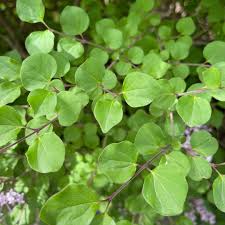 Image result for Syringa meyeri ´Palibin