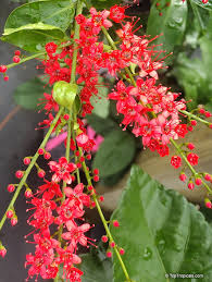 Image result for Combretum