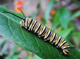 We did not find results for: Types Of Striped Caterpillars With Pictures For Easy Identification