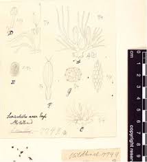 Image result for Stomatanthes sp.no.1