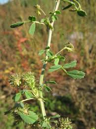 Image result for Medicago laciniata