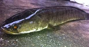 Quran with english translation, and beautiful recitations. Ikan Haruan Jb Photos Facebook