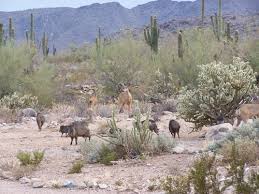 The white tank mountains are a part of this chain of desert hills. Maricopa County Parks Recreation Maricopa County Parks Recreation