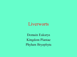 Domain Eukarya Kingdom Plantae Phylum Bryophyta Ppt Video Online Download