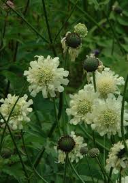 Image result for Cephalaria