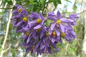 Image result for Solanum seaforthianum
