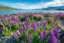 Maybe you would like to learn more about one of these? Landscape At Lake Tekapo And Lupin Field In New Zealand Lupin Flower At Lake Tekapo Hit Full Bloom In December Summer Season Of New Zealand Stock Photo Picture And Royalty Free Image